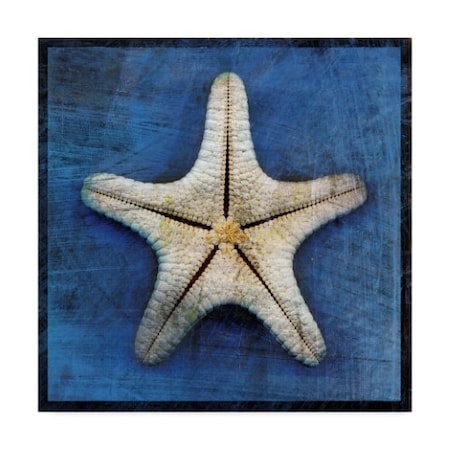 John W. Golden 'Armored Starfish Underside' Canvas Art,14x14